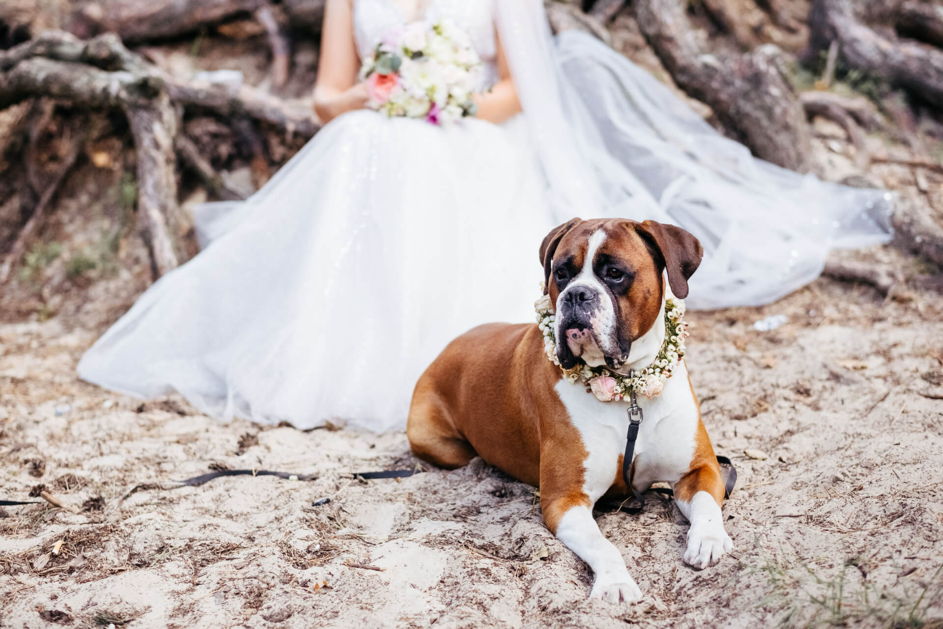 Columbia Pet Wedding Services in Columbia