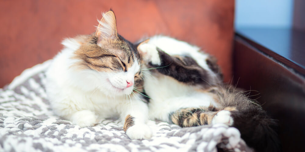 Long-haired cat scratching behind its ear on a blanket in Columbia, SC
