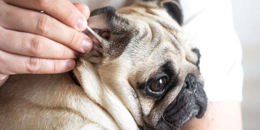 Pug having its ear cleaned with a cotton swab in Columbia, SC