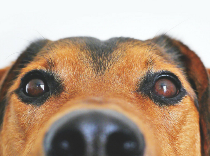 Dog Anal Glands - What Every Dog Lover Needs to Know