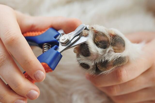Nail Trimming
